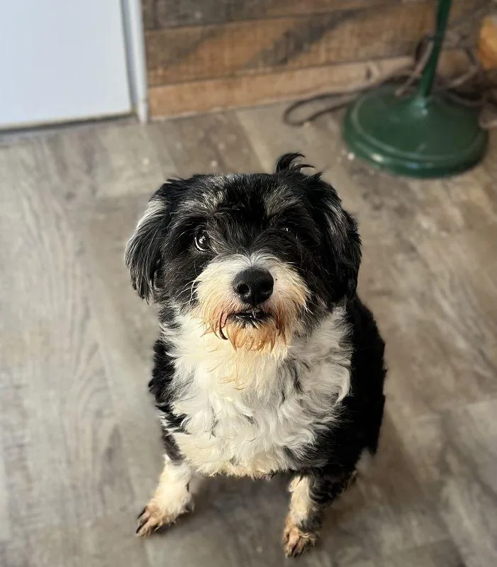 An adult medium-sized female Shih Tzu dog named Dottie for adoption in Genoa, IL