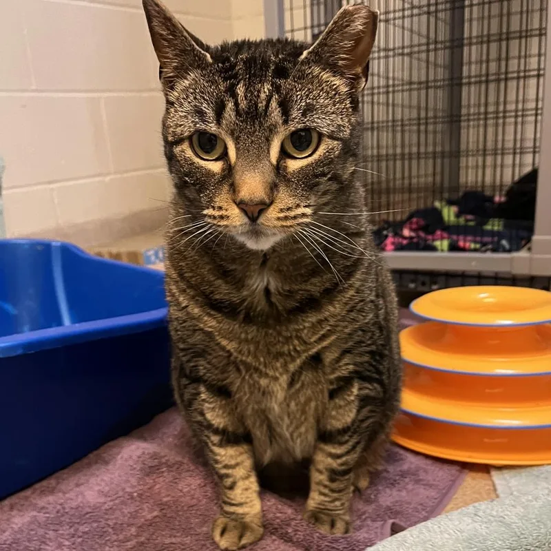 An adult large-sized female Brown / Chocolate Domestic Short Hair cat named Lincoln for adoption in South Burlington, VT