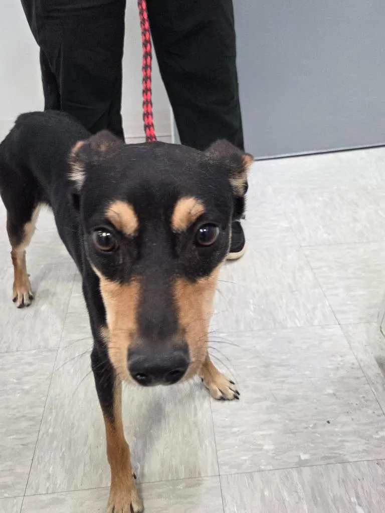 A young small-sized male Australian Kelpie dog named Kip for adoption in Brookings, OR