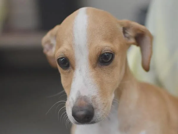 A baby small-sized male Chihuahua dog named Earthworm for adoption in Portland, OR