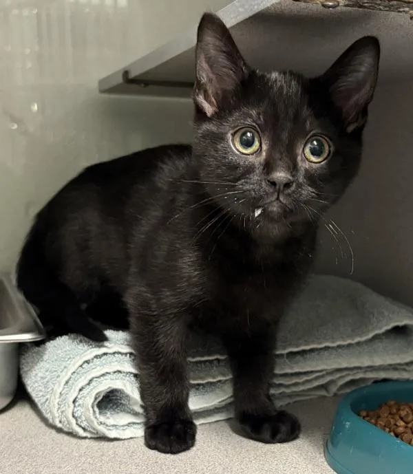 A baby medium-sized unknown Domestic Medium Hair cat named Bouncer for adoption in Salt Lake City, UT