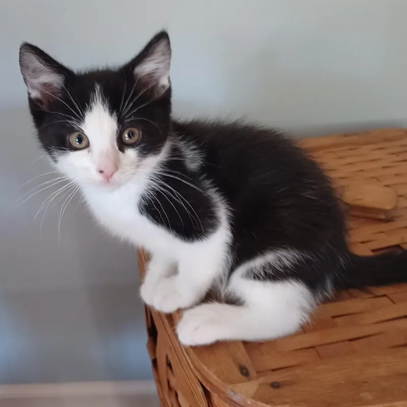 A baby small-sized male Black Domestic Short Hair cat named Gary for adoption in Wind Gap, PA