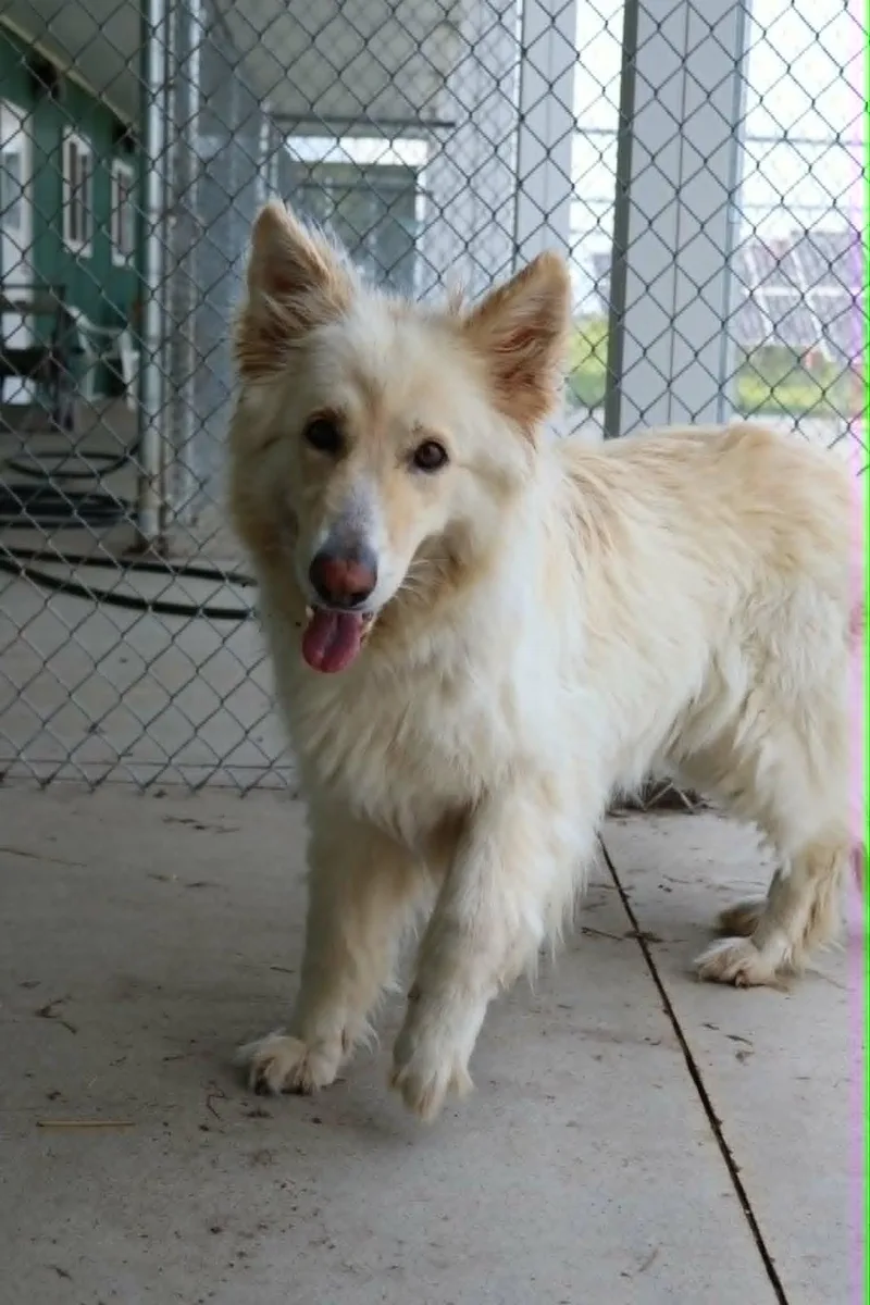 An adult large-sized female German Shepherd Dog dog named Ahri for adoption in Austin, MN