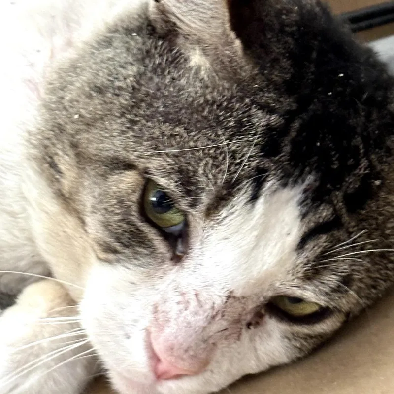 An adult small-sized male White Domestic Short Hair cat named Wilfred for adoption in Pacific Palisades, CA