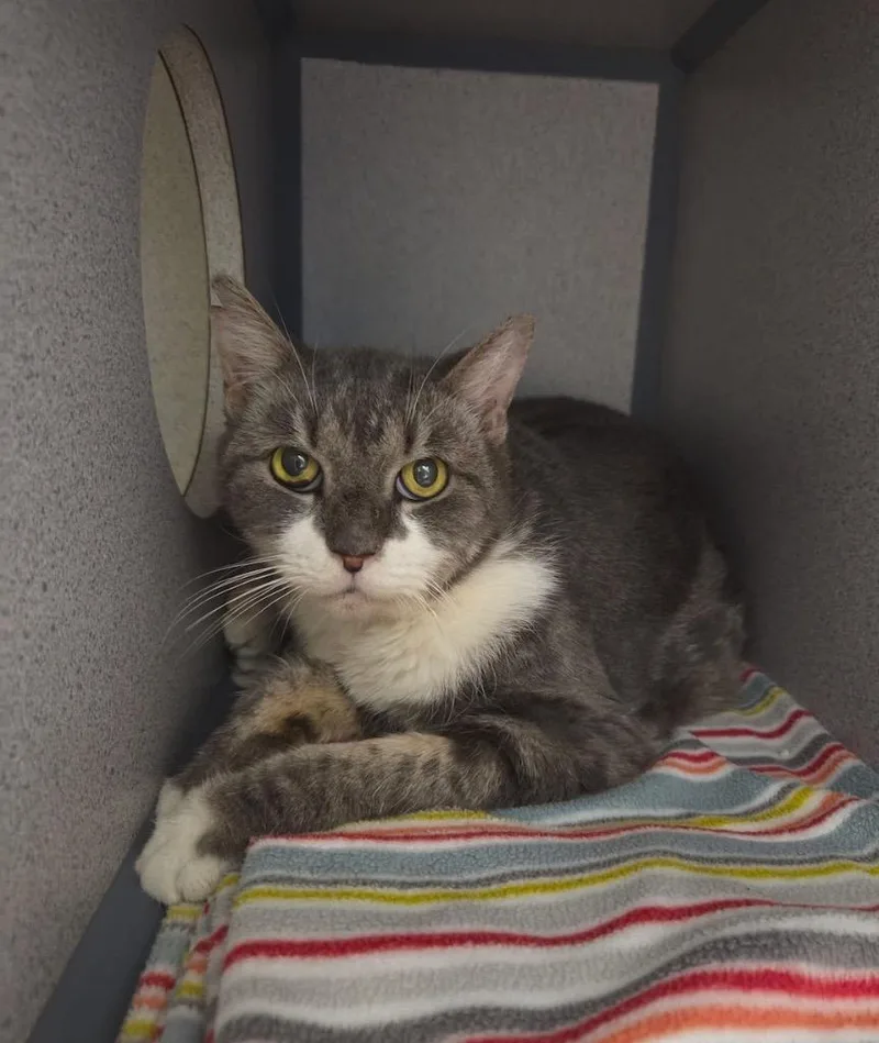 A senior large-sized female Domestic Short Hair cat named Louisa for adoption in Liverpool, NY