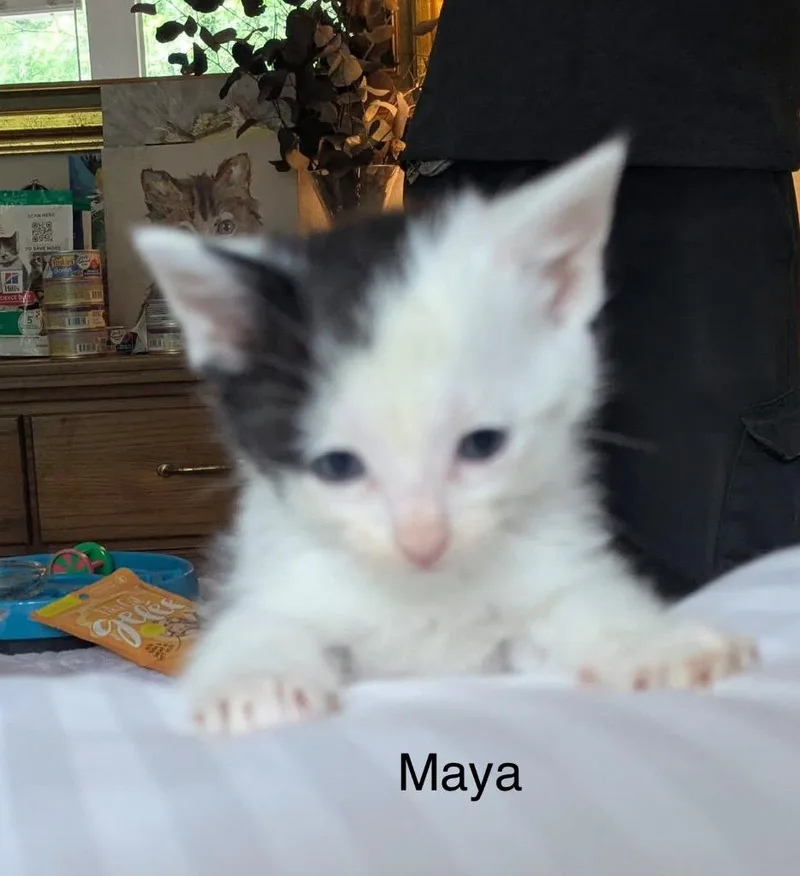 A baby medium-sized female Domestic Short Hair cat named Maya for adoption in Spring, TX