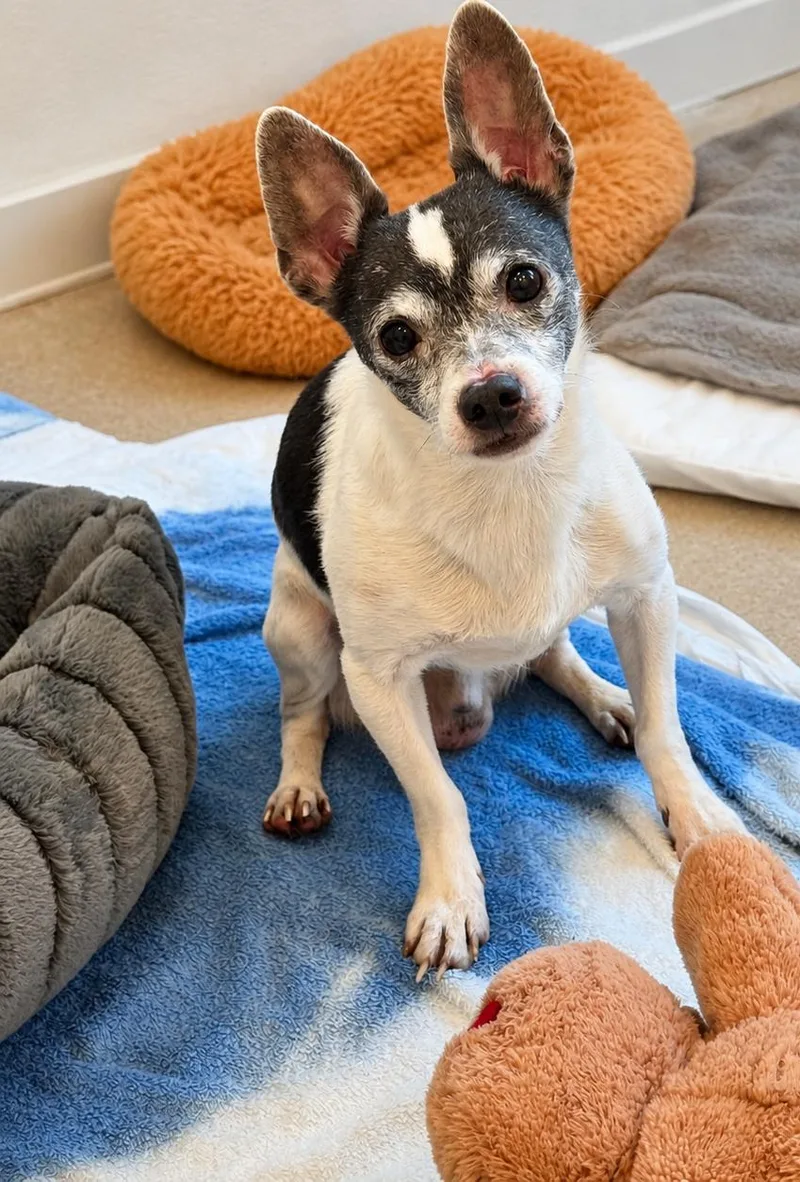A senior small-sized male White / Cream Chihuahua dog named Wilbur for adoption in Boca Raton, FL