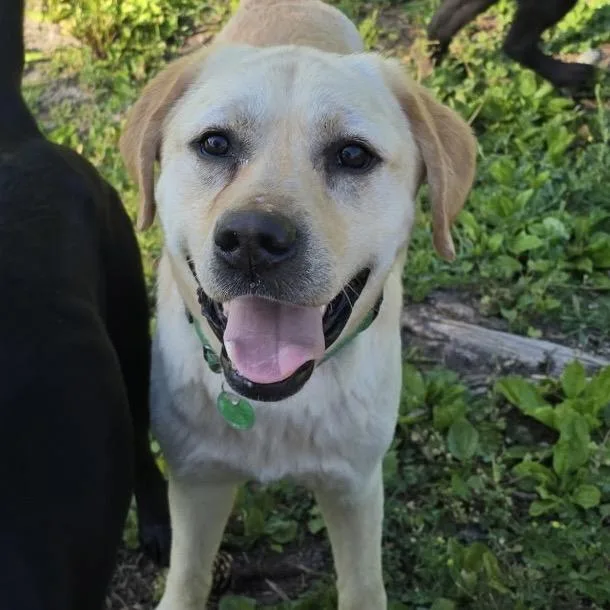 An adult medium-sized male Yellow / Tan / Blond / Fawn Labrador Retriever dog named Dude for adoption in Wappingers Falls, NY