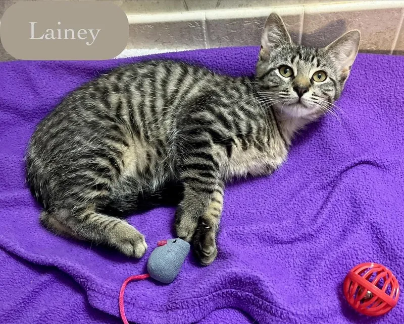 A baby small-sized female Domestic Short Hair cat named Lainey for adoption in Chalfont, PA