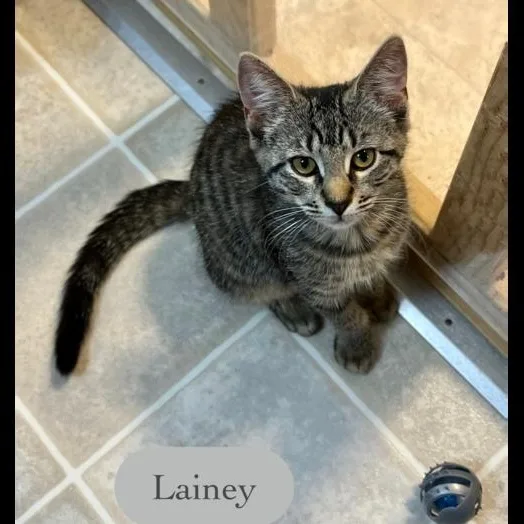 Lainey thumbnail 2