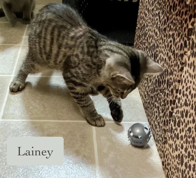 Lainey thumbnail 4