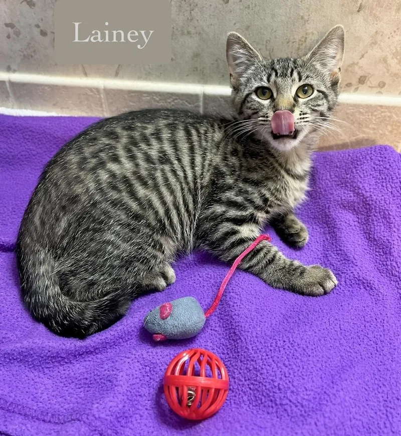 Lainey thumbnail 6