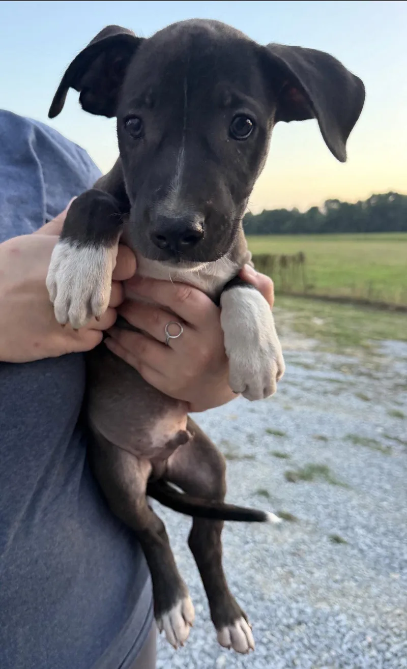 A baby medium-sized male Catahoula Leopard Dog dog named Dumpling for adoption in Mount Laurel, NJ