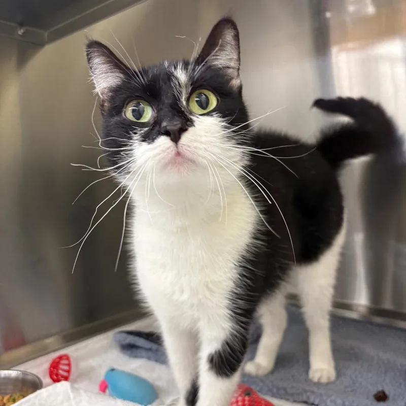 An adult medium-sized female Black Domestic Short Hair cat named Scorch for adoption in Springfield, IL