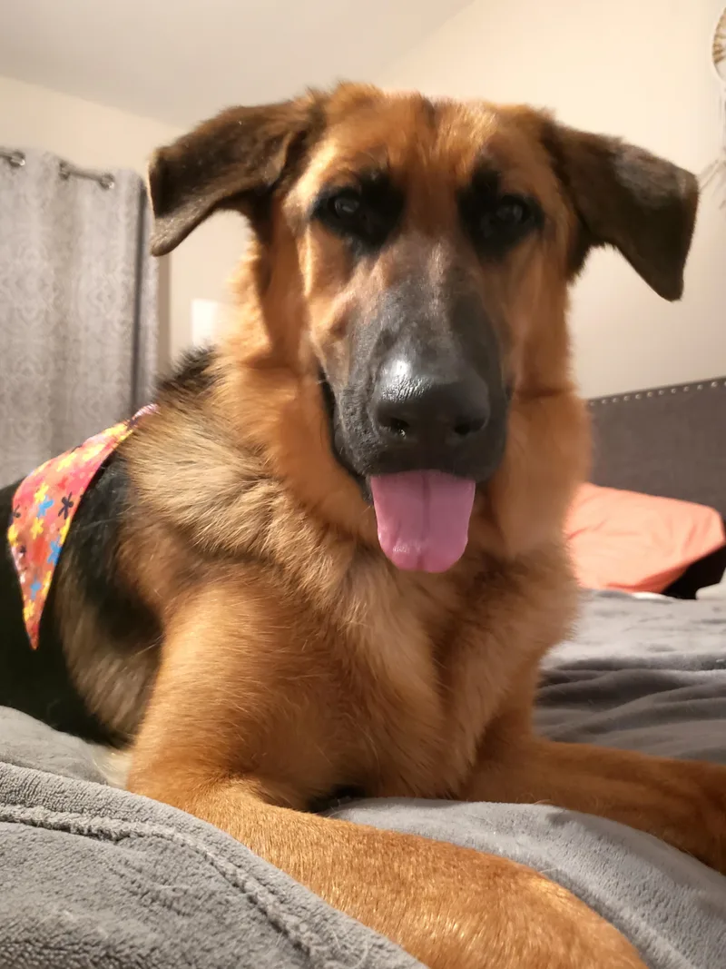 Chestnut thumbnail 2