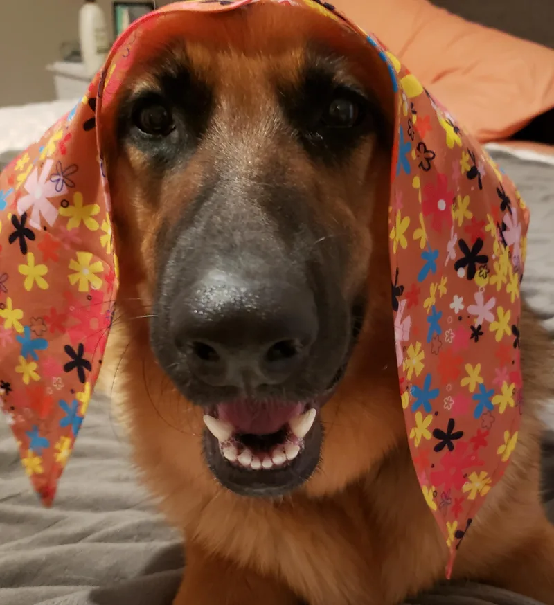 Chestnut thumbnail 3