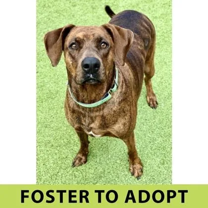 An adult large-sized female Mixed Breed dog named Tia for adoption in Eugene, OR