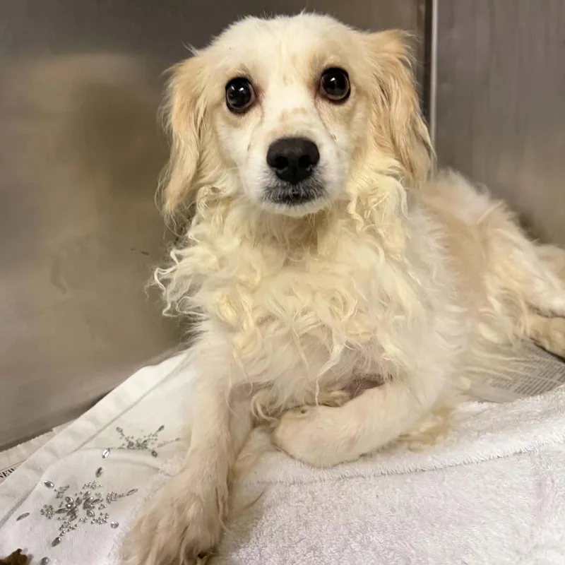 A young small-sized male White / Cream Spaniel dog named Kyrie for adoption in Chicago, IL