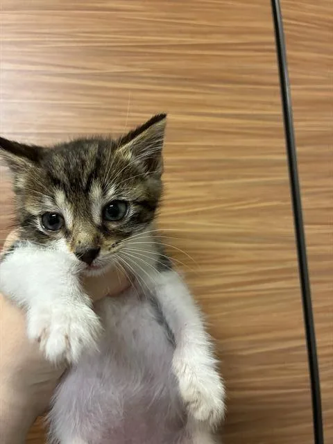 A baby small-sized female Domestic Short Hair cat named Pixie for adoption in Modesto, CA