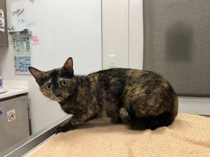 An adult medium-sized female Black Domestic Short Hair cat named Minnie for adoption in Kansas City, MO