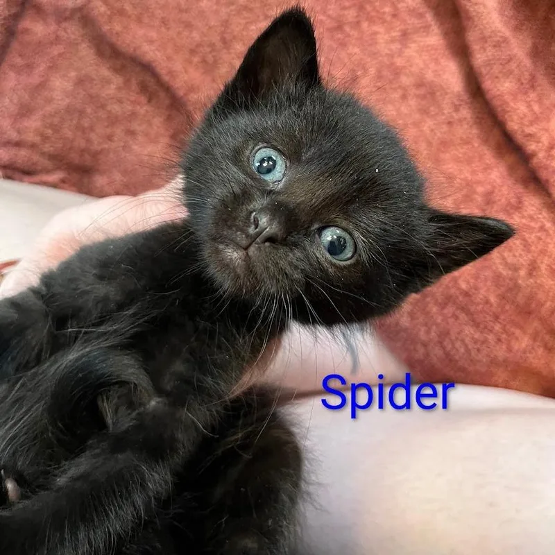 A baby small-sized male Black Domestic Medium Hair cat named Spider for adoption in Grand Rapids, MN