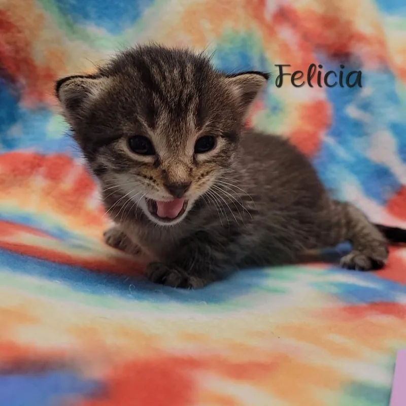 A baby small-sized female Brown / Chocolate Domestic Short Hair cat named Felicia for adoption in Parkersburg, WV