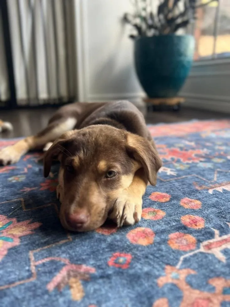 A baby large-sized female Shepherd dog named Willow for adoption in Richardson, TX