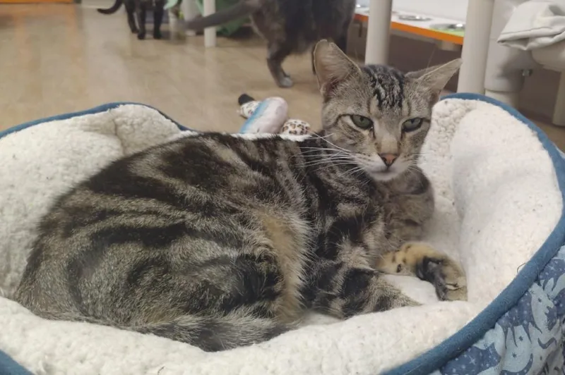 A young medium-sized female Domestic Short Hair cat named Faye for adoption in Corpus Christi, TX