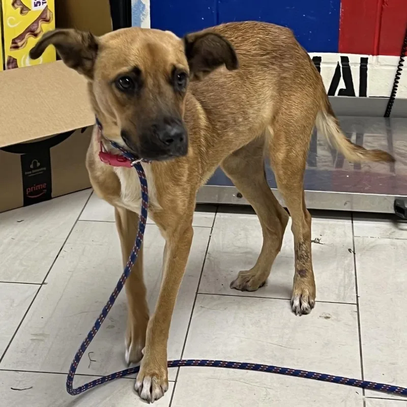 A young medium-sized male Mixed Breed dog named Peanut Butter for adoption in Lufkin, TX