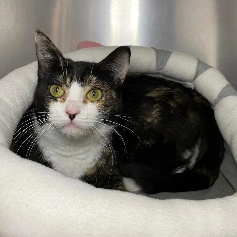 A young medium-sized female Domestic Short Hair cat named June for adoption in Roanoke, VA