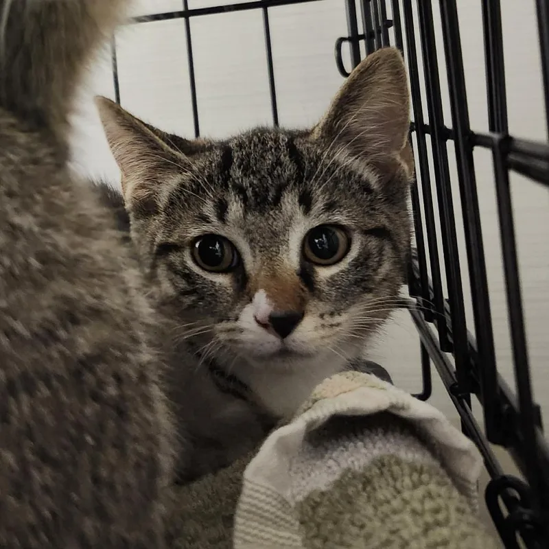 A baby small-sized female Brown / Chocolate Domestic Short Hair cat named Pupfish for adoption in Novelty, OH