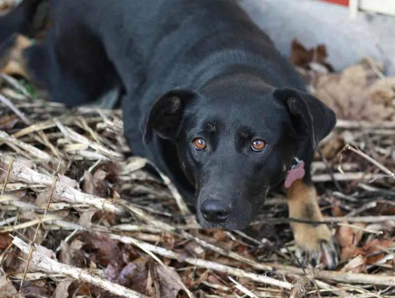 A young medium-sized female Black Labrador Retriever dog named Popi for adoption in Mankato, MN