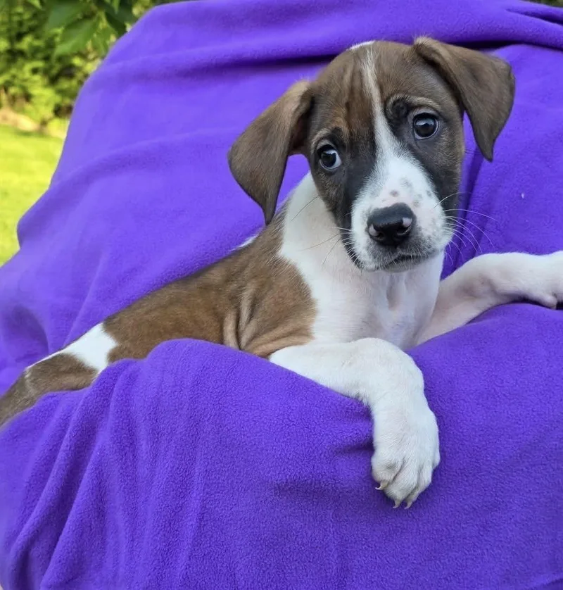A baby medium-sized male Tricolor (Brown, Black, & White) Mixed Breed dog named Copper for adoption in Orland Park, IL