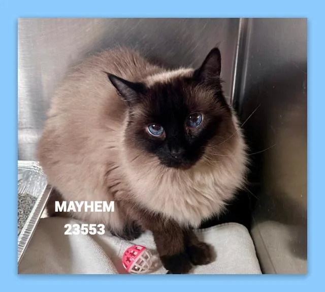 An adult medium-sized male Smoke Siamese cat named Mayhem for adoption in Marietta, GA