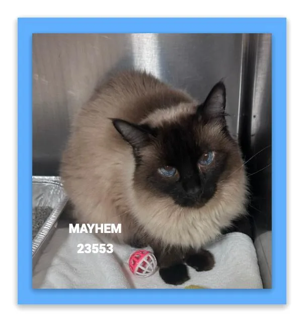 Mayhem thumbnail 2