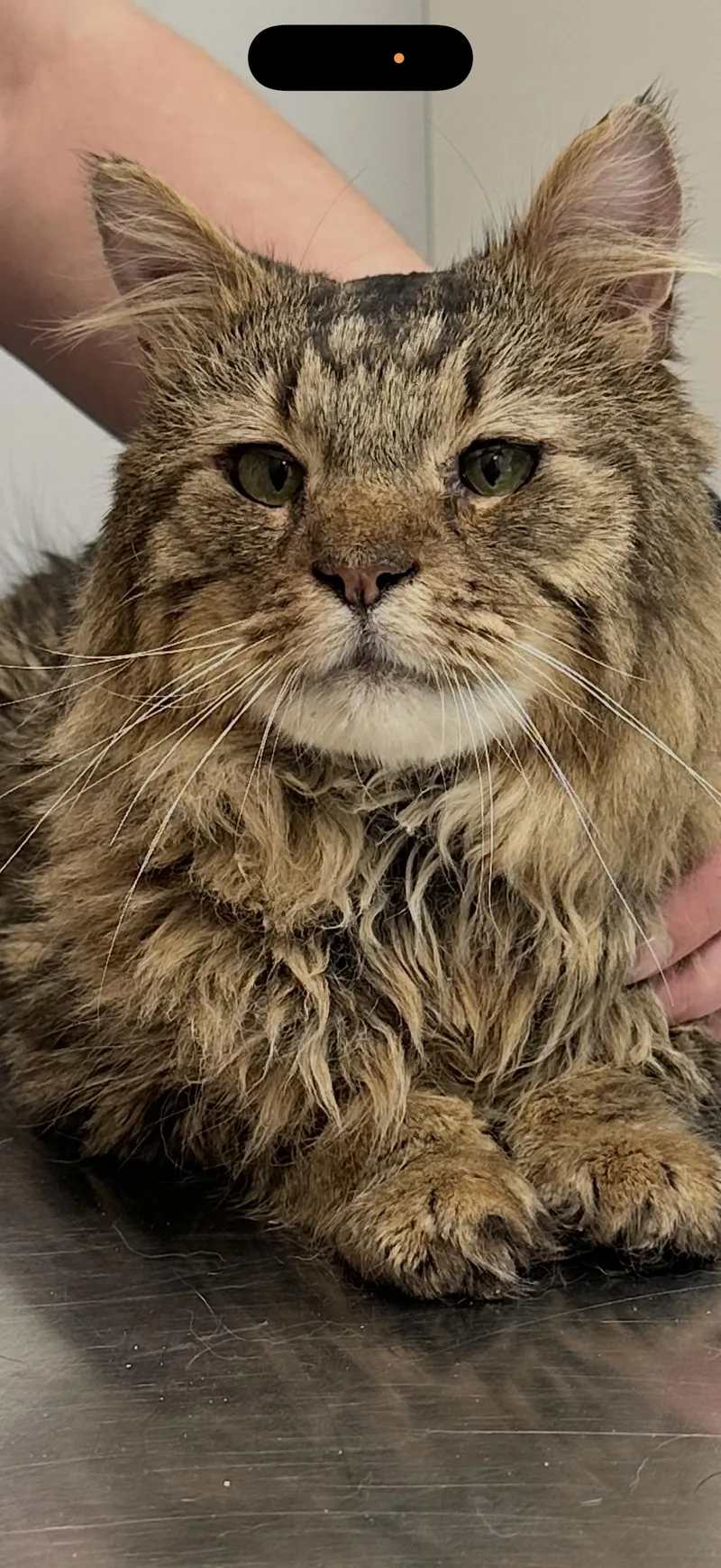 Enzo The Easy Going thumbnail 3