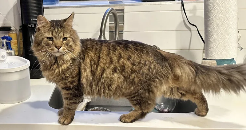 Enzo The Easy Going thumbnail 4