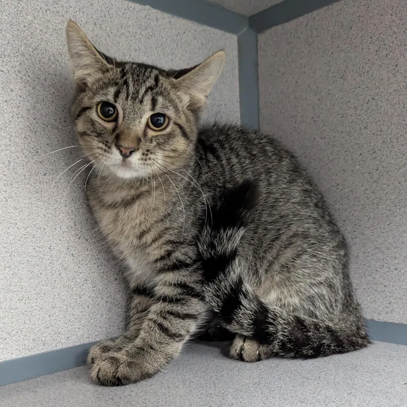 A baby small-sized male Domestic Short Hair cat named Anchovy for adoption in Evansville, IN
