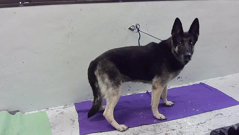 A senior large-sized female German Shepherd Dog dog named Sammie for adoption in Houston, TX