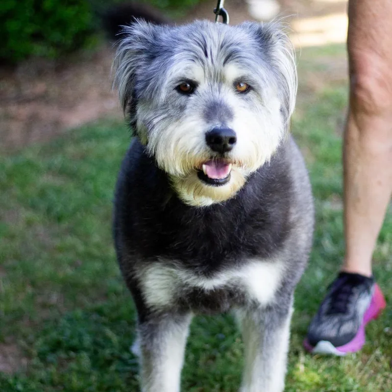 An adult large-sized male Polish Lowland Sheepdog dog named Toby for adoption in Cumming, GA