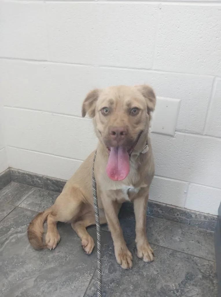 A baby large-sized female Mixed Breed dog named Videl for adoption in Oxford, NC