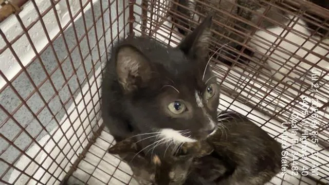 A baby small-sized male Domestic Short Hair cat named Squash for adoption in Ocala, FL