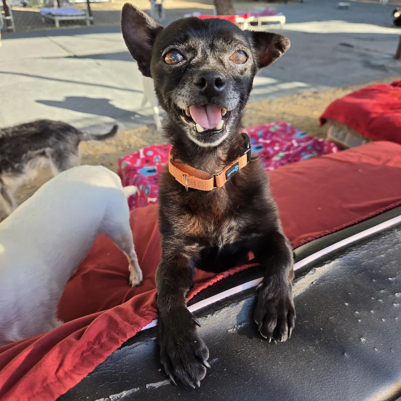 A senior small-sized male Chihuahua dog named Jimothy for adoption in New River, AZ