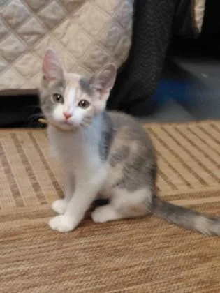 A baby small-sized female Domestic Short Hair cat named Twinkle for adoption in Wilkesboro, NC