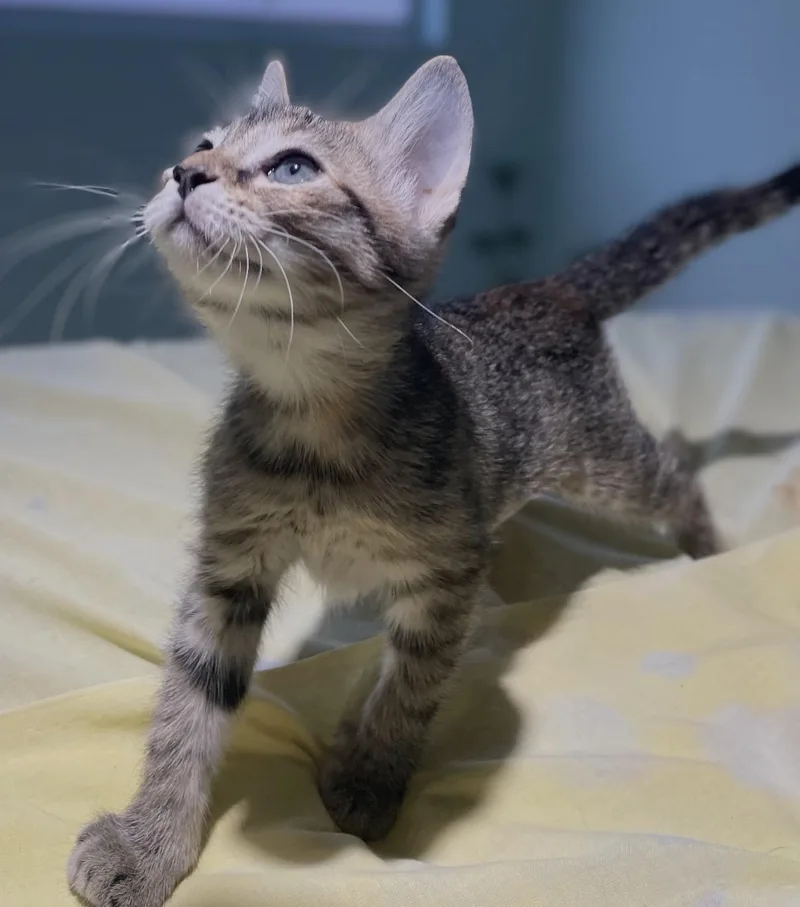 A baby medium-sized female Tabby (Brown / Chocolate) Domestic Short Hair cat named Lollipop for adoption in Covington, LA