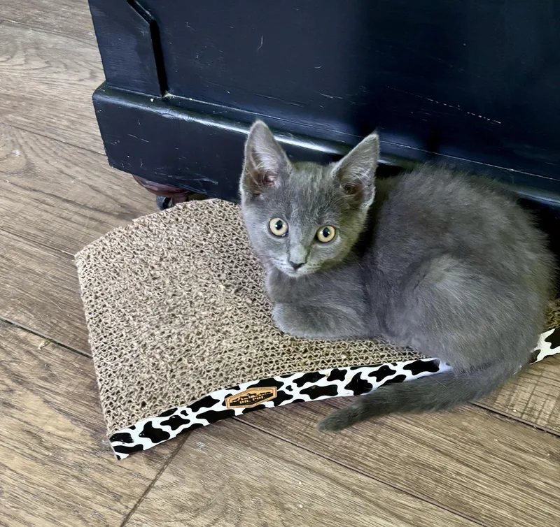 A baby medium-sized female Domestic Short Hair cat named Tori for adoption in Jeffersonville, IN