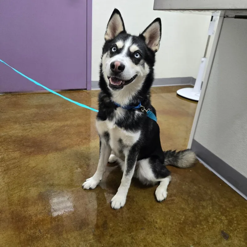 An adult medium-sized male Black Husky dog named Wompa for adoption in Albuquerque, NM