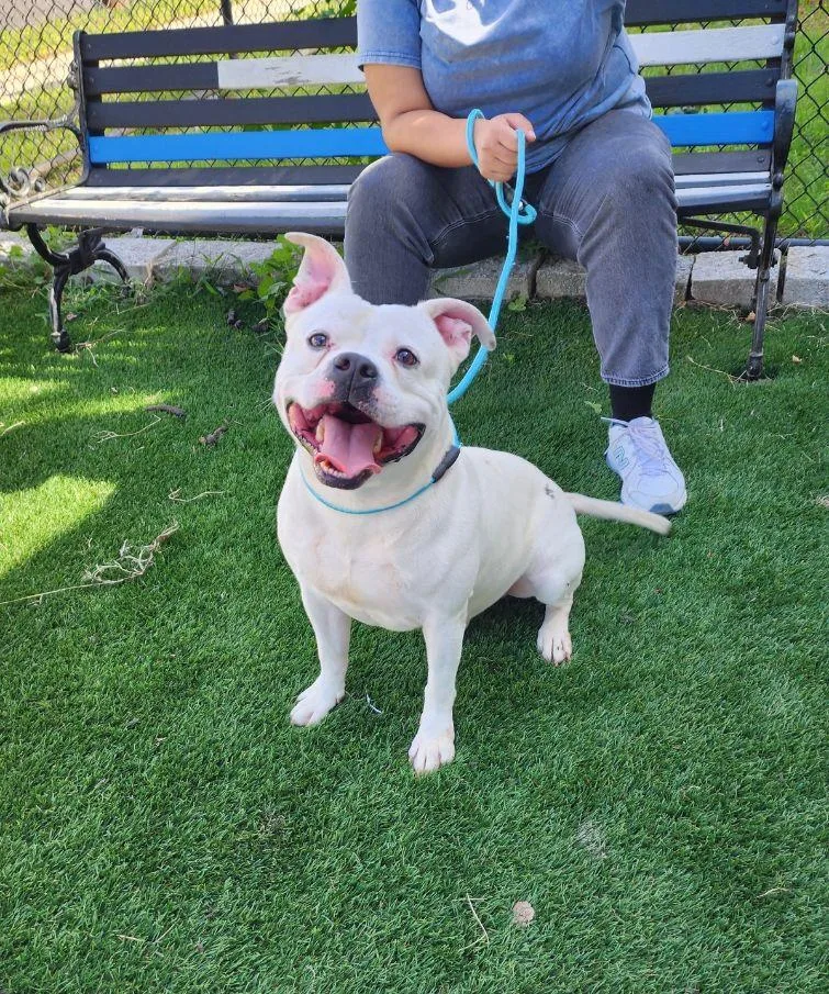 A young medium-sized male American Bully dog named Tito for adoption in Perth Amboy, NJ