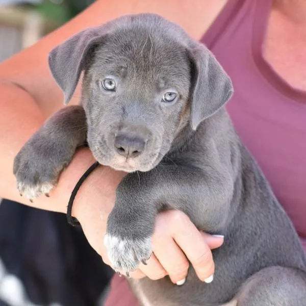 A baby medium-sized male Labrador Retriever dog named Asher for adoption in Sioux City, IA