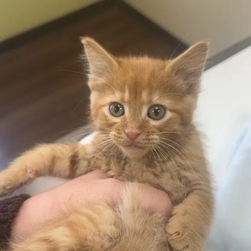 A baby small-sized male Tabby (Orange / Red) Domestic Short Hair cat named Carnelian for adoption in Fishers, IN
